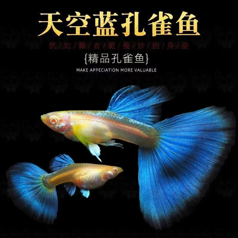 天空蓝孔雀鱼蓝白孔雀鱼繁殖适用好养小型观赏淡水鱼 三单发货