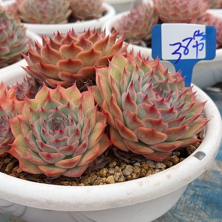 38粉色提示带盆一个多肉