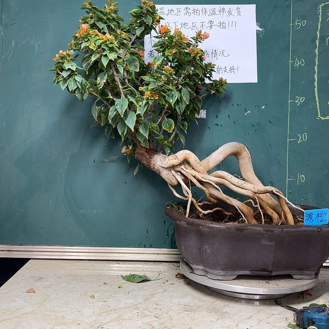 完全开放塔橙 提根（打木架发货）