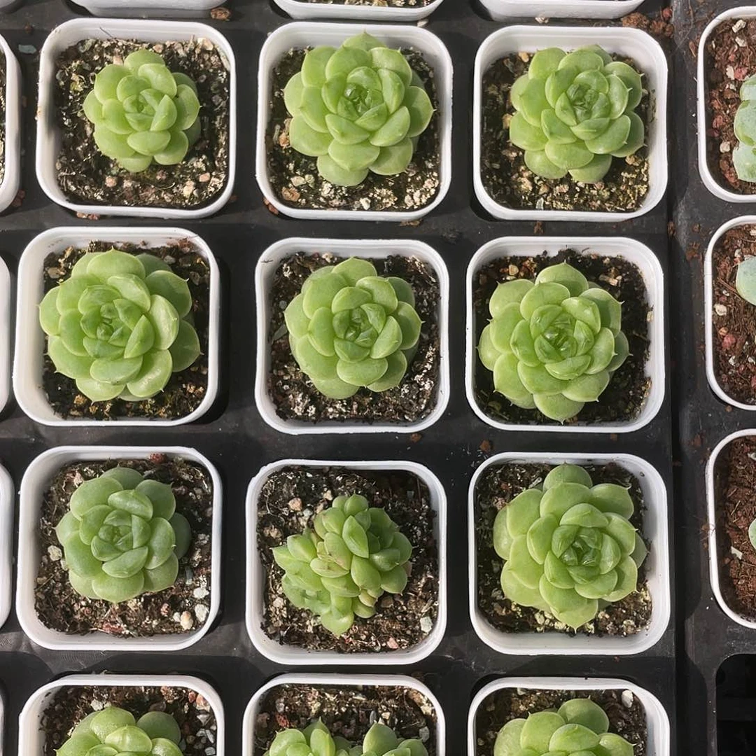 白包子麦杆 中苗盆外棚一个满25包邮