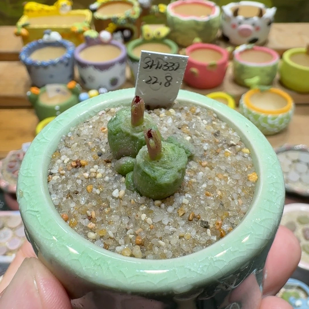蘑菇1174烧麦彩拼多肉植物