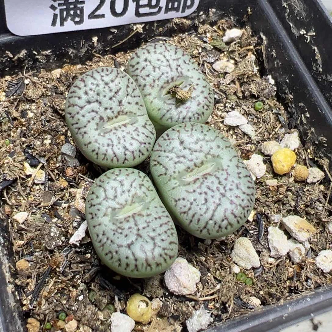 【闪购商品】 759。