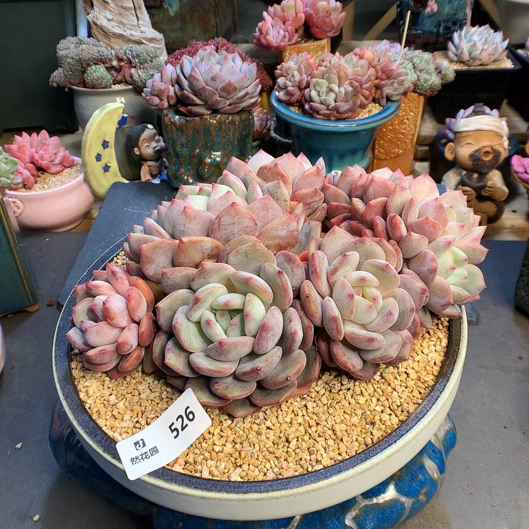 526梦露带盆多肉植物