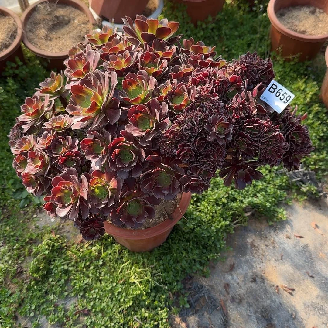 659欧紫朵朵有伤一颗满28包邮