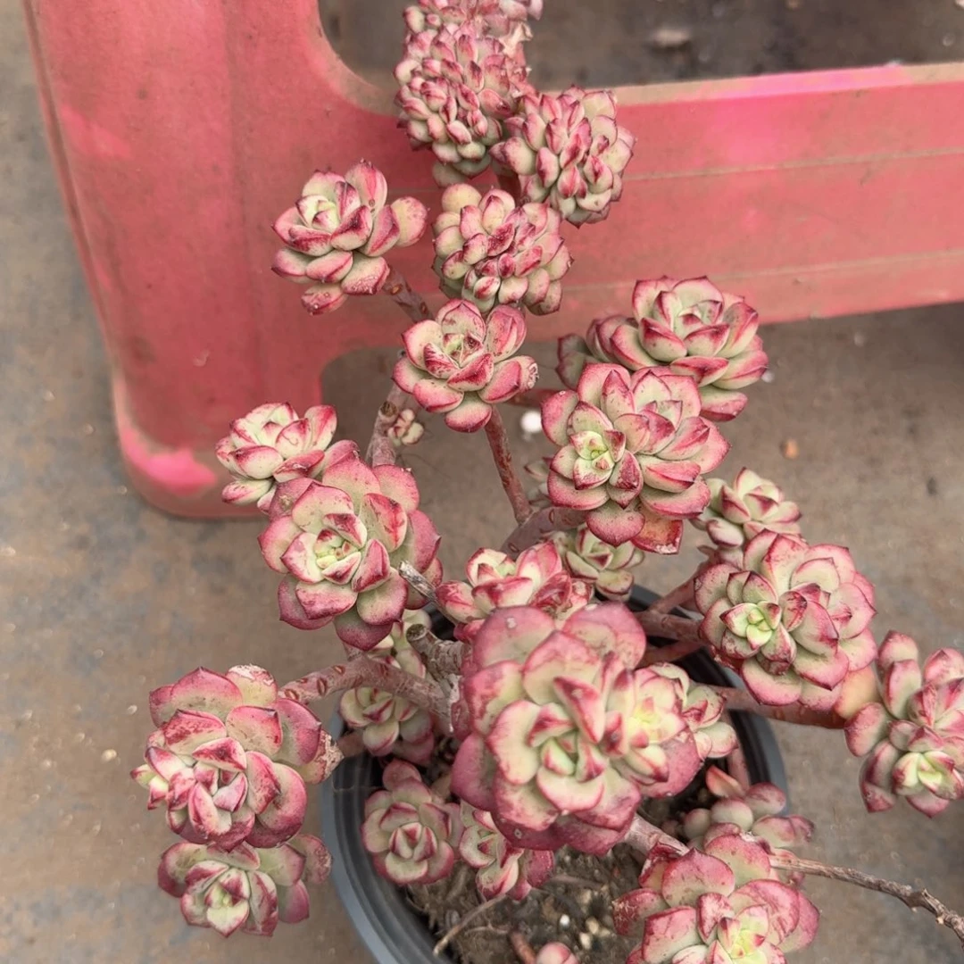 秀***舞探戈缀化多肉脱土