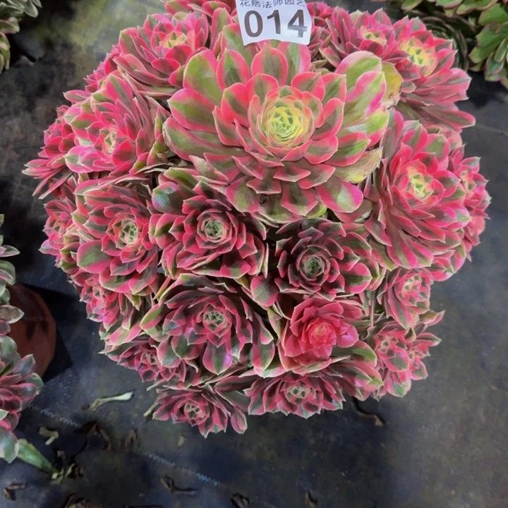 七彩石01400000000