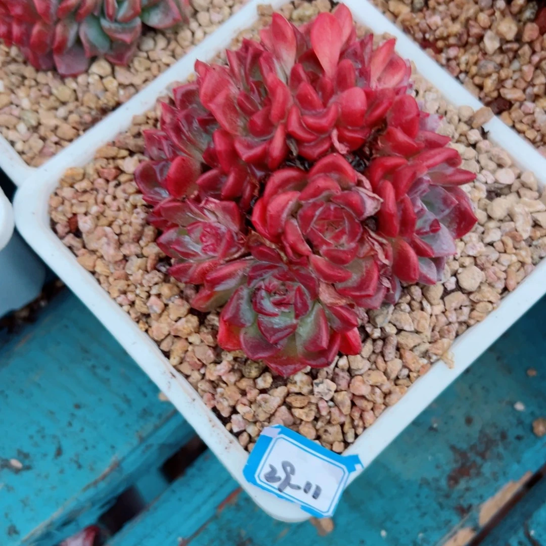 谢***菊精品多肉植物老桩