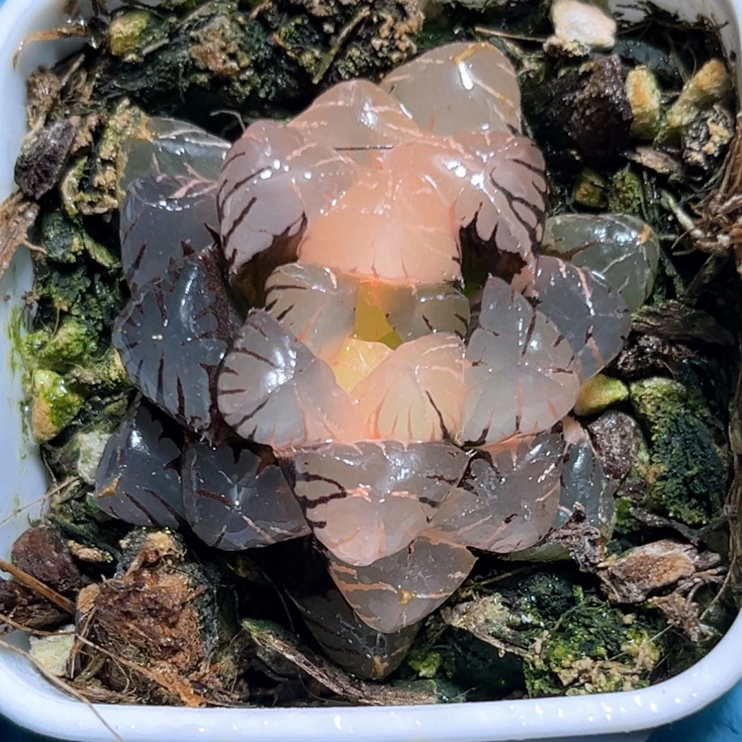 恭喜发财大吉大利527