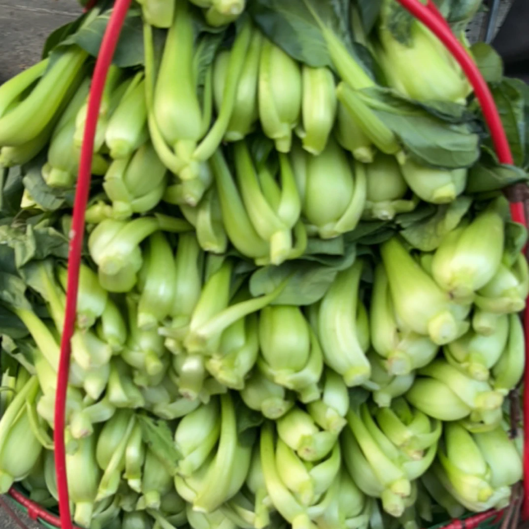 仙居新鲜现采青菜品质优良口感鲜美