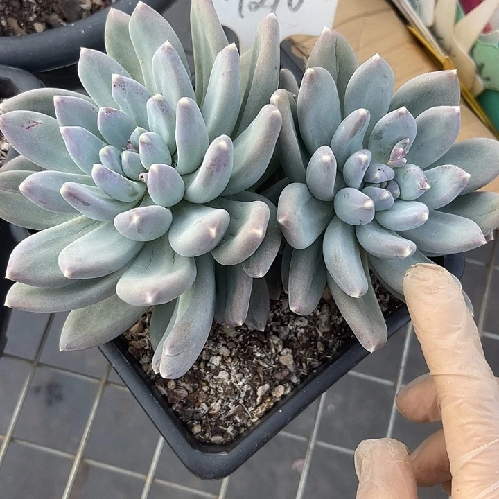 两单包邮，一物一拍210天空美人