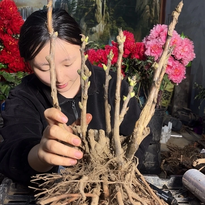 无花朵一物一拍牡丹