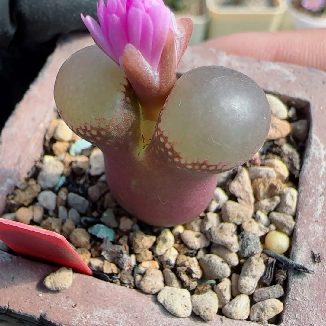 多肉植物绝品母本拆株29号