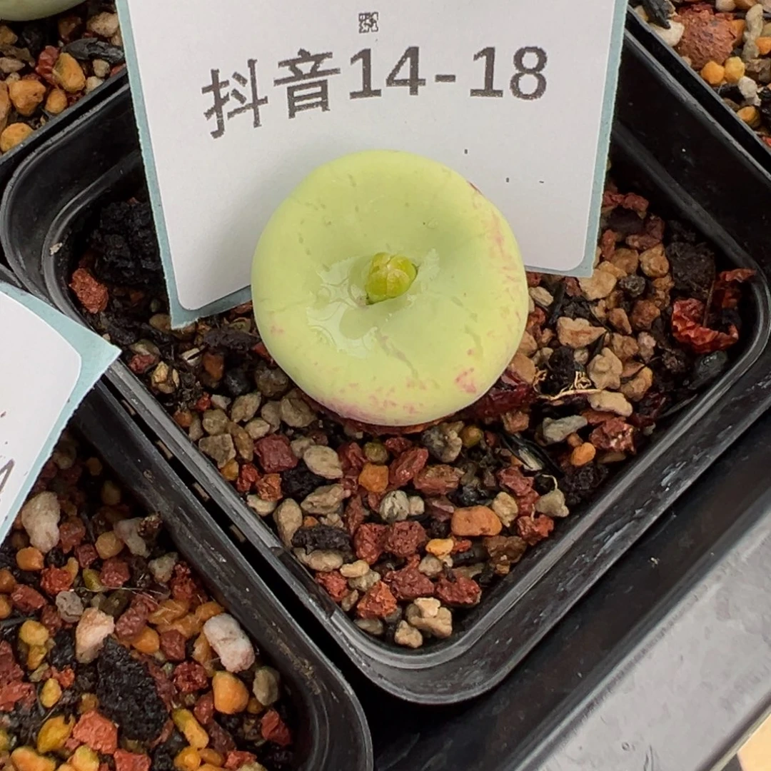 14-18肉锥多肉植物