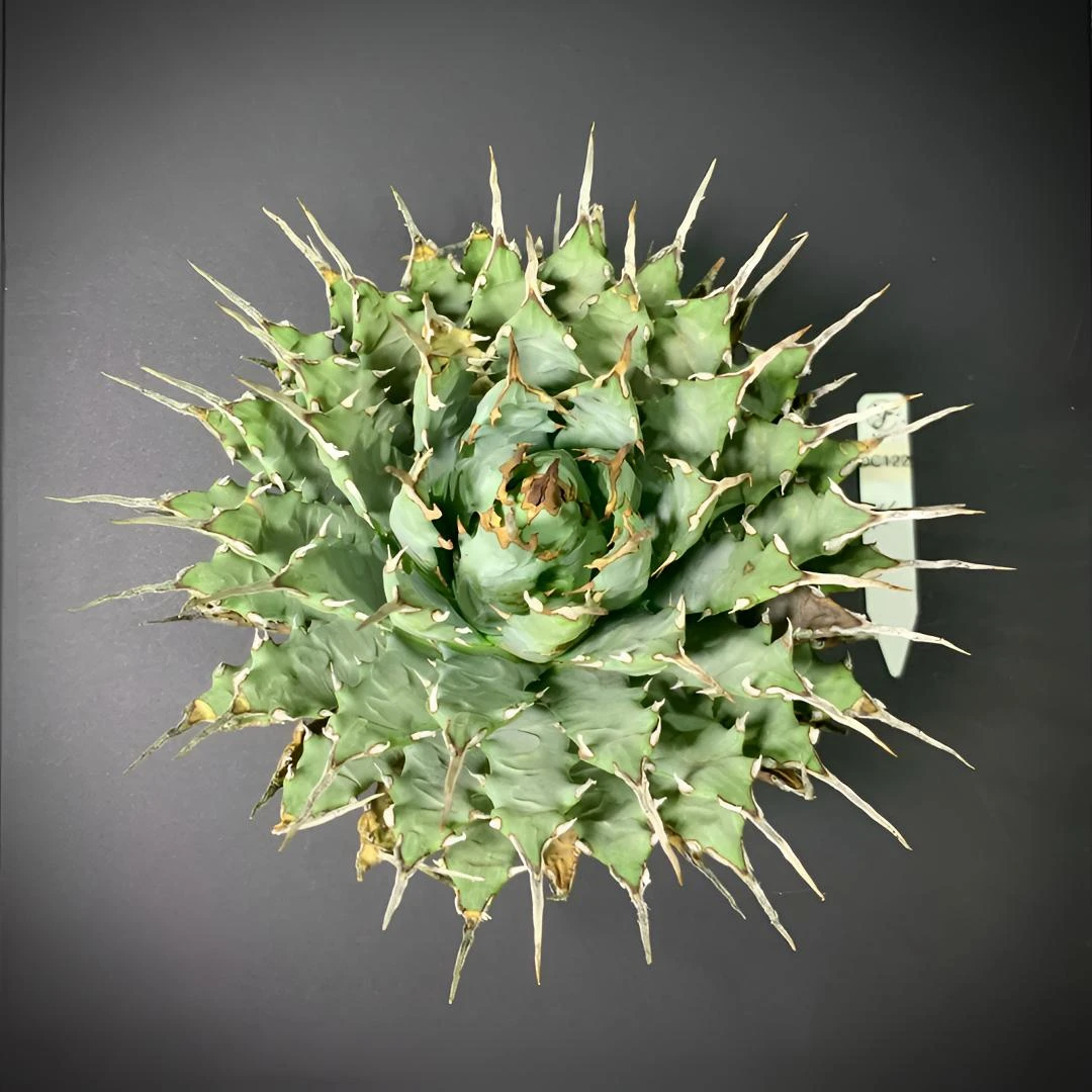 飞飞筑芽直播（一物一拍）原产地曲刺妖炎生桩更多好物锁定直播间