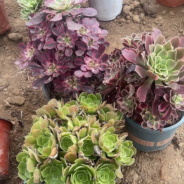 3玫瑰玫瑰玫瑰玫瑰