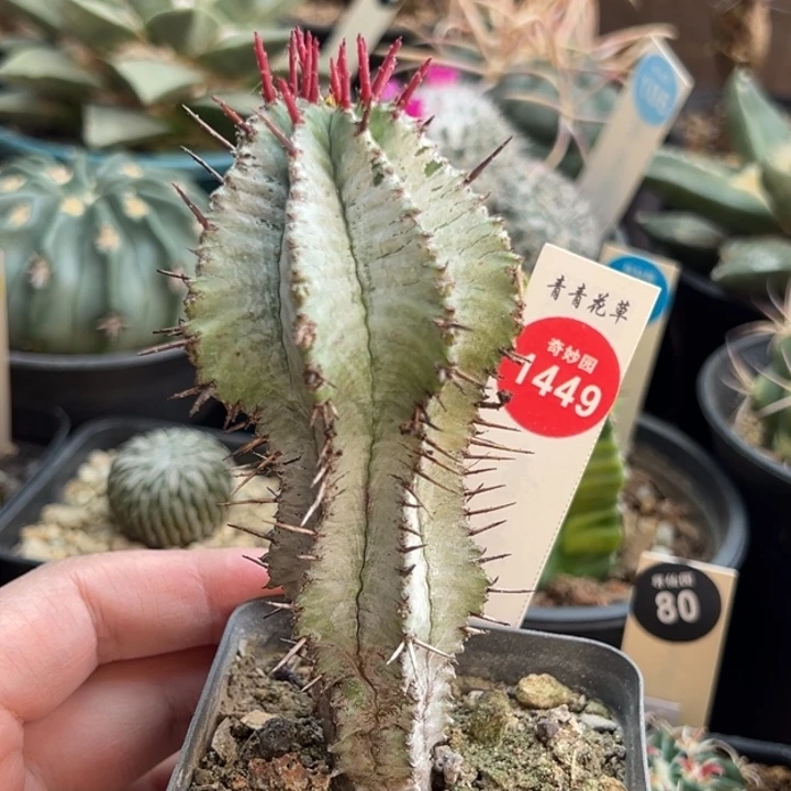 实生白衣魁伟玉一棵仙人球4.9cm