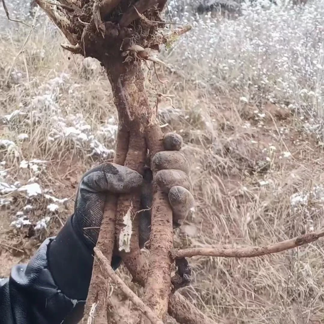 【雨林山珍】云南哀牢山下山货红土红皮黄芪