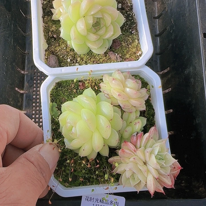 花时光精品多肉17