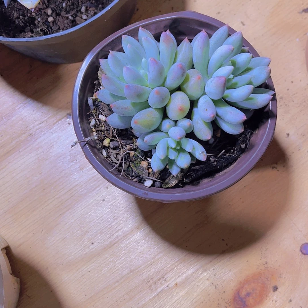 木*00000000000000116