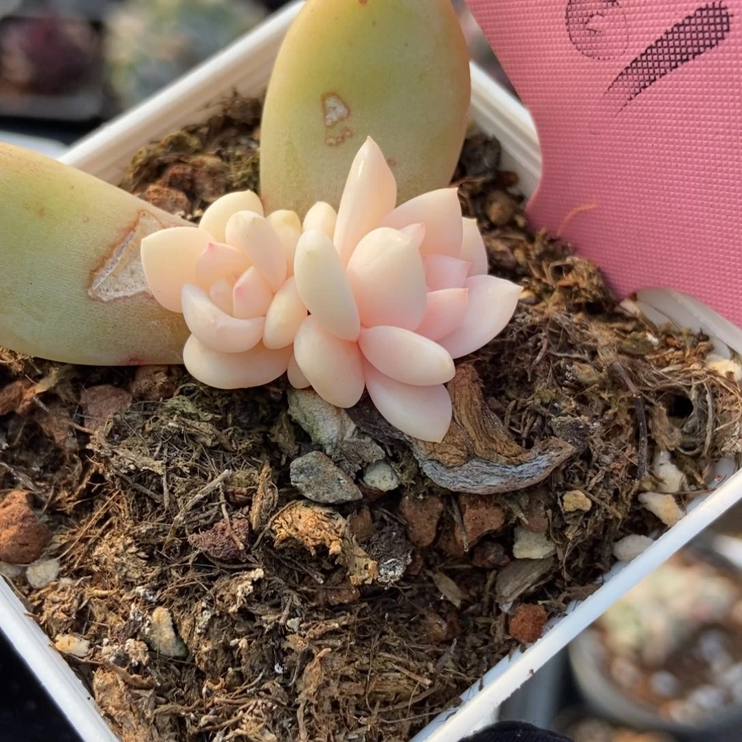 361梦露锦多肉植物保护