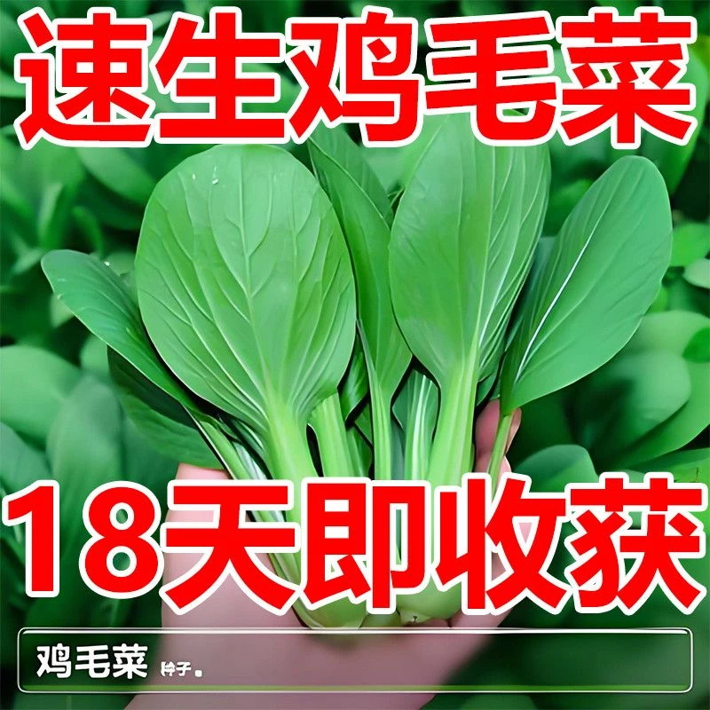 鸡毛菜种子18天速生鸡毛菜籽种子四季播盆栽耐热抗病有机蔬菜种子