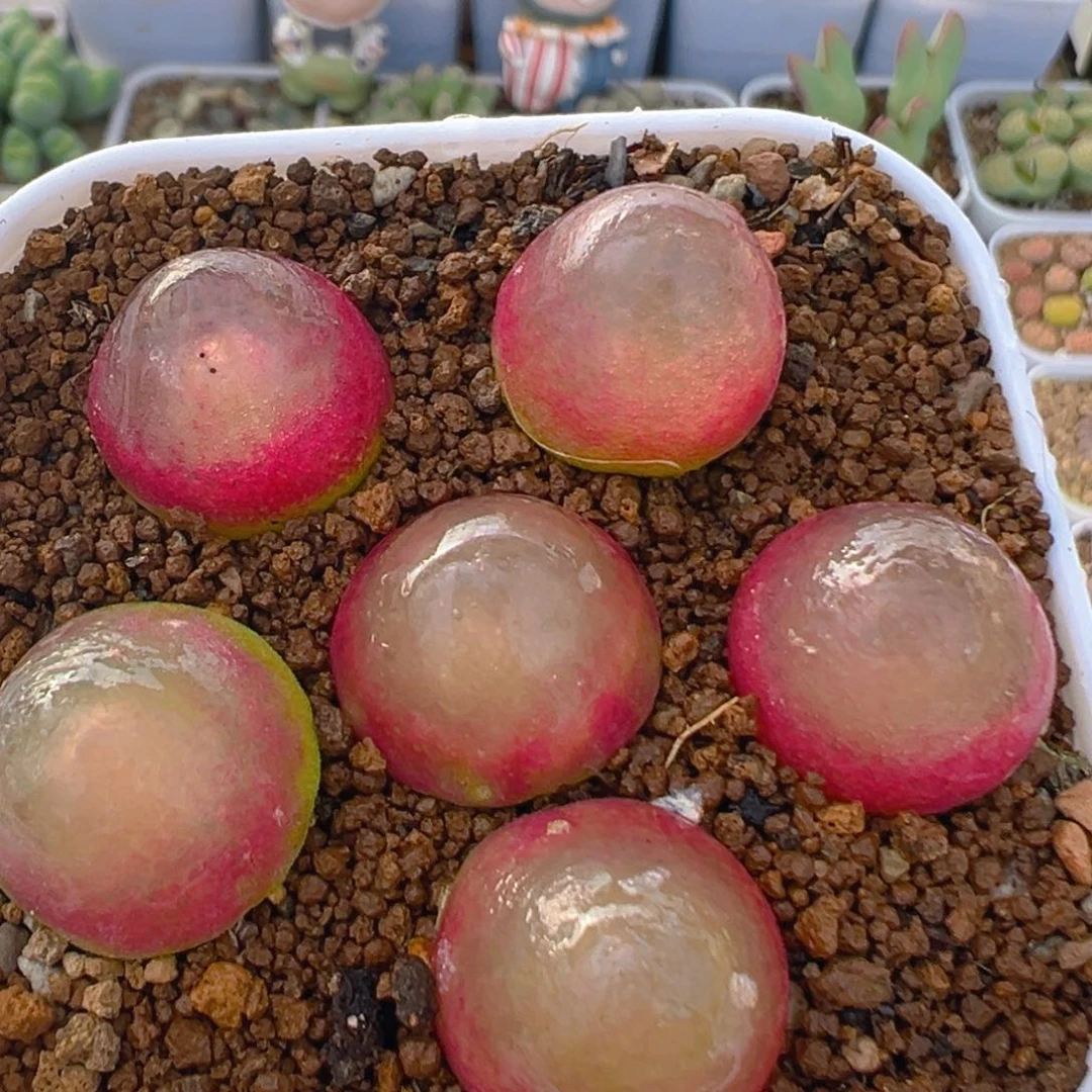 71多肉植物百科知识