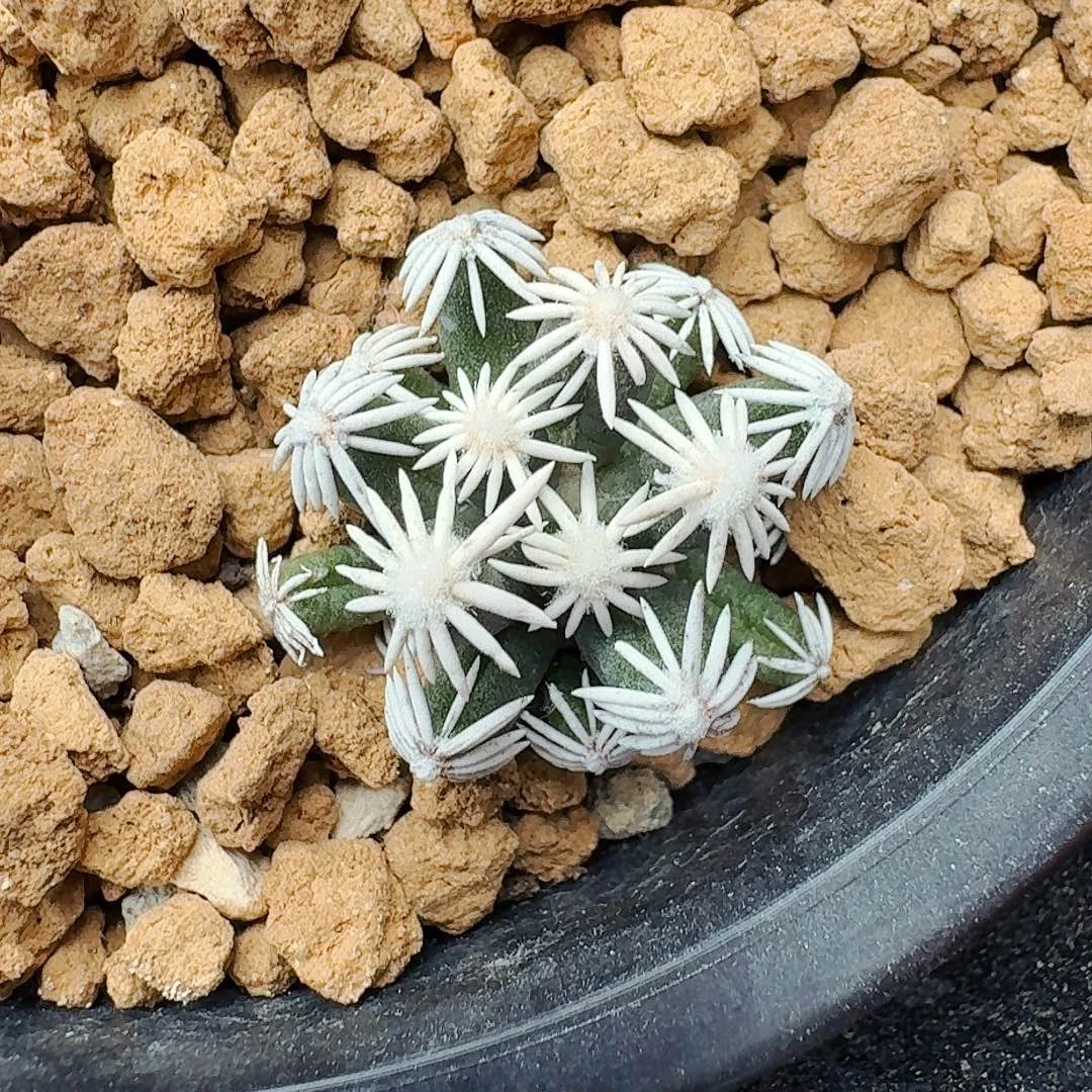 直播间，孤月，实生，专拍，
