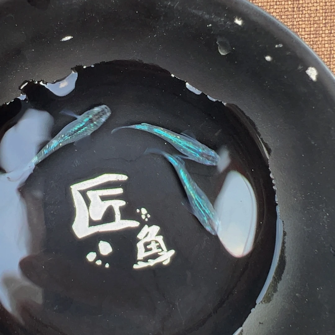 青鳉鱼622.水滴黑衣一对