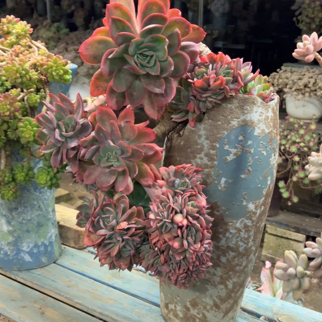 露养老桩脱土裸根绮罗