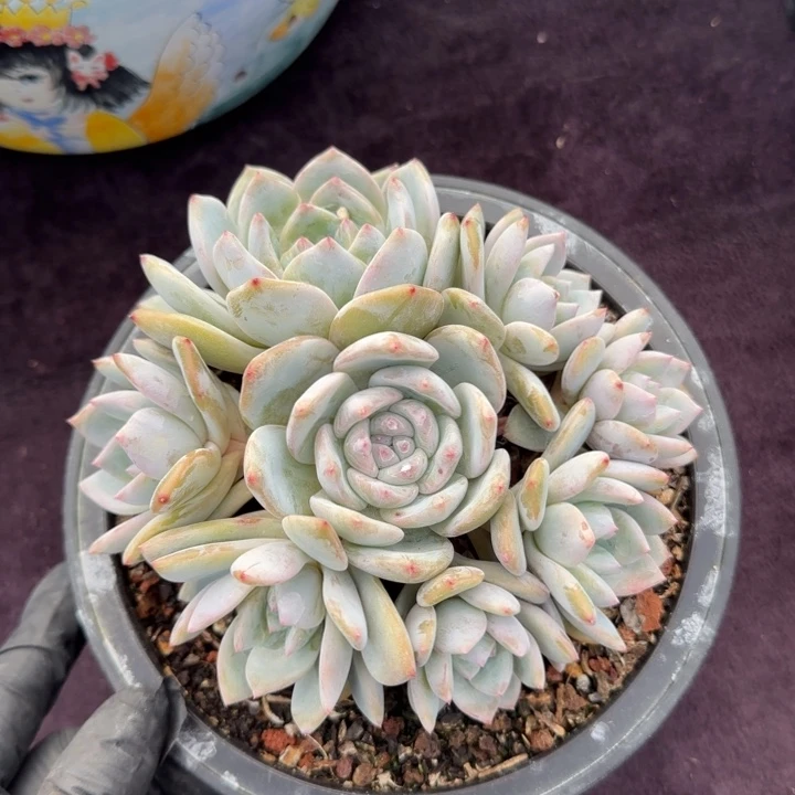 13厘米左右一物一拍