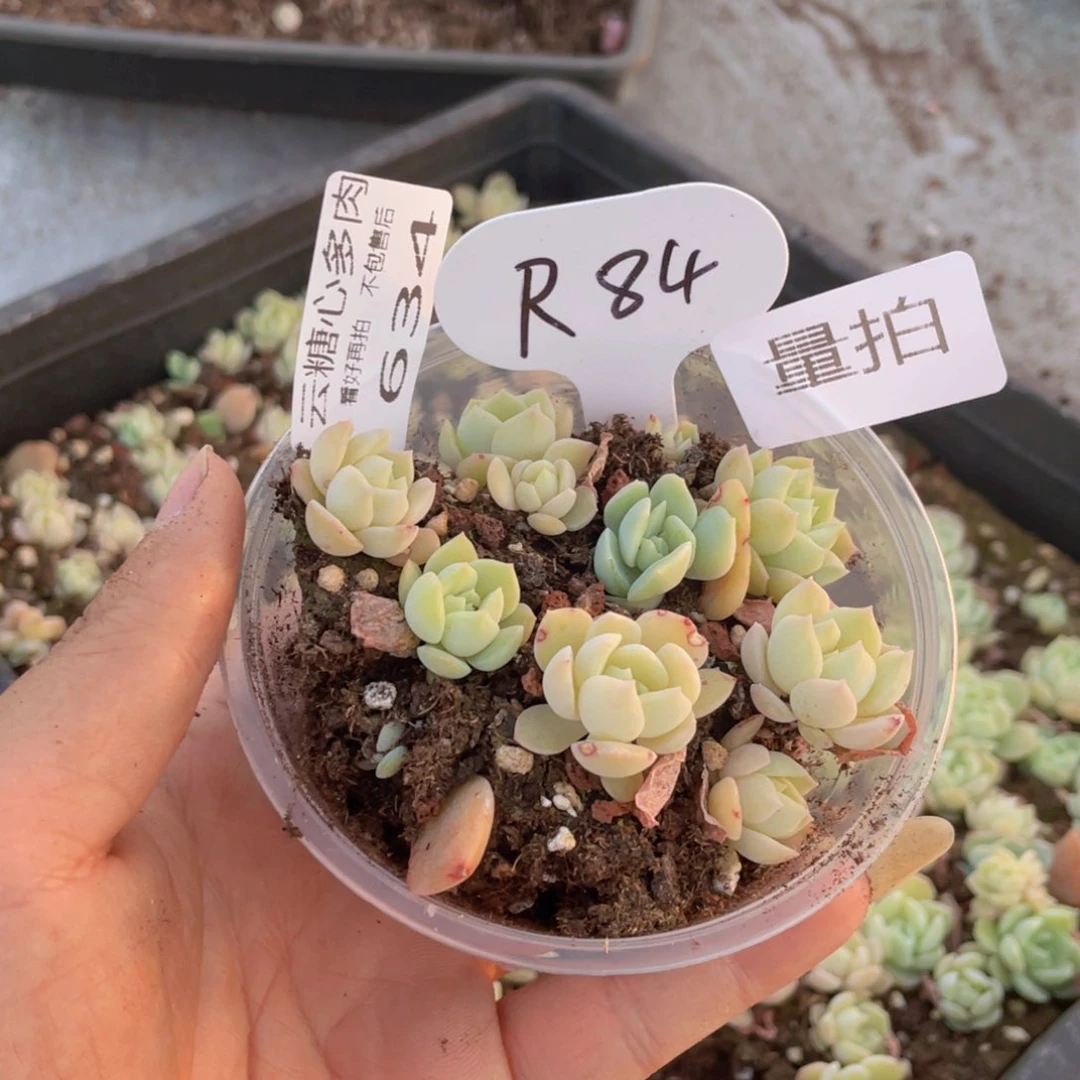 云糖心多肉植物634