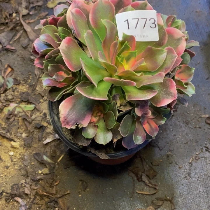 香妃多肉断头不包1773