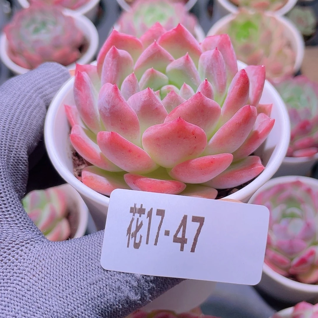 花利美17-47新品