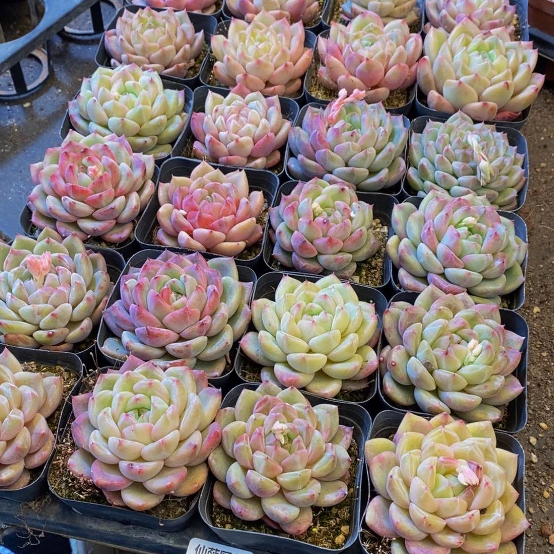 Y*558多肉植物保护研究所所长助理研究员