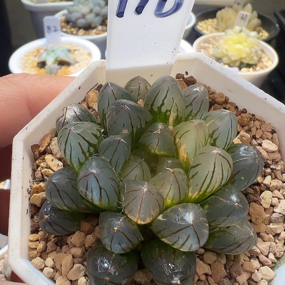 116号霓虹灯特价福利