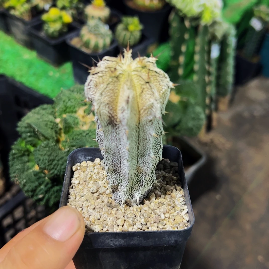 爱***间无花朵福利恩中23颗