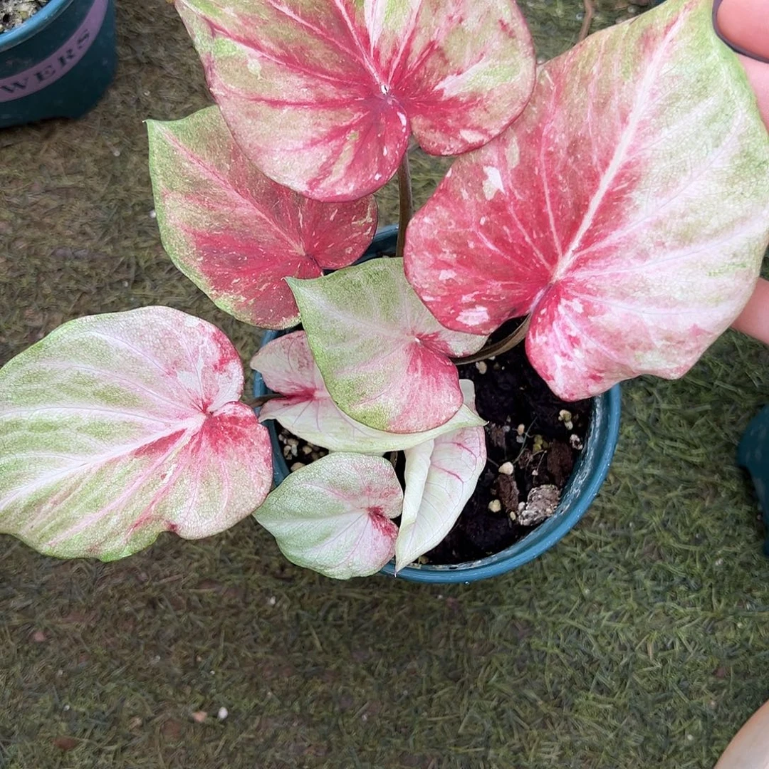 无花朵泰彩个体养定58