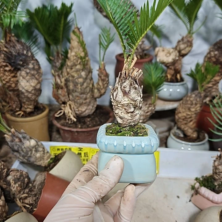 王***。无花朵白鳞铁盆景基地价