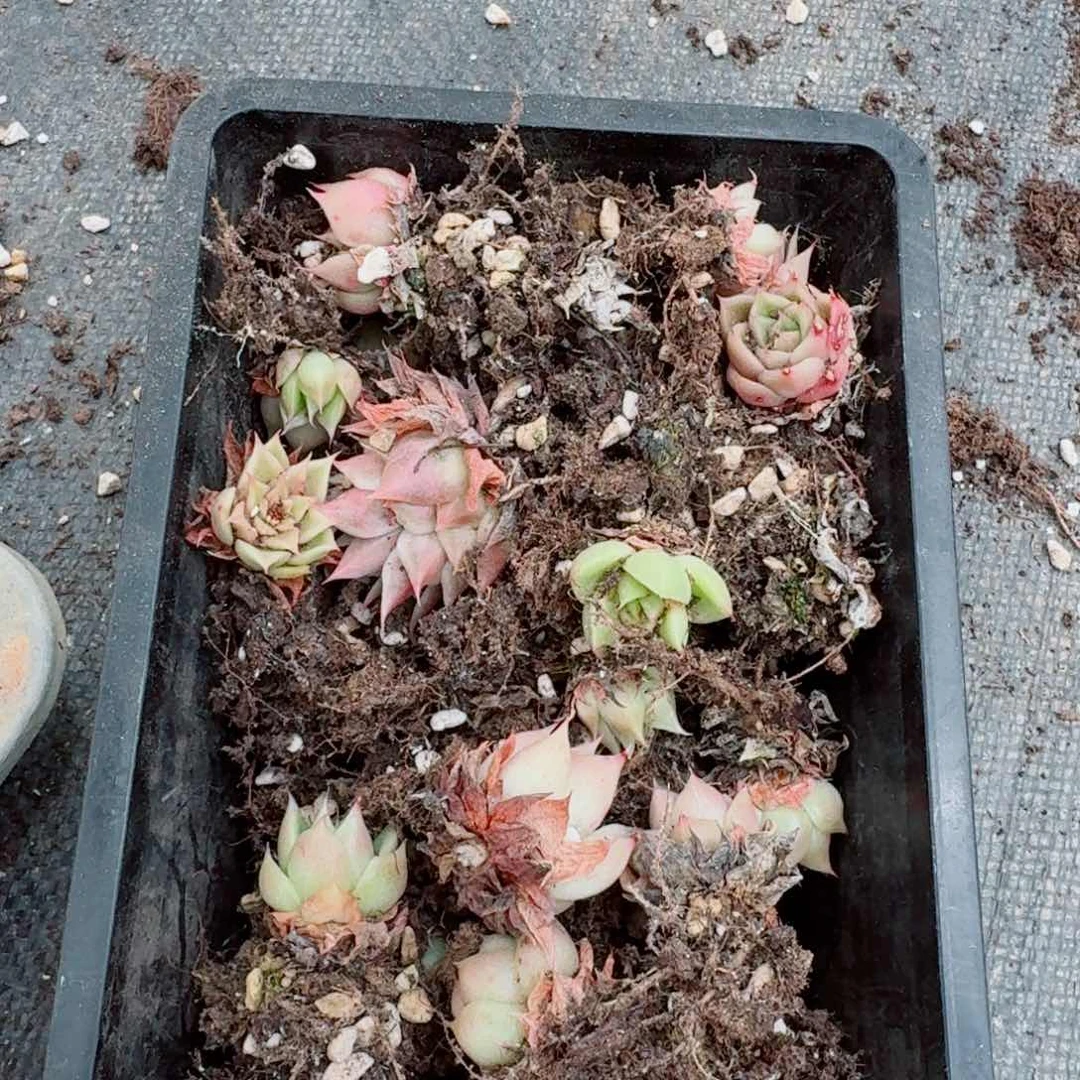 海胆珍妮小苗二十颗量拍29-94