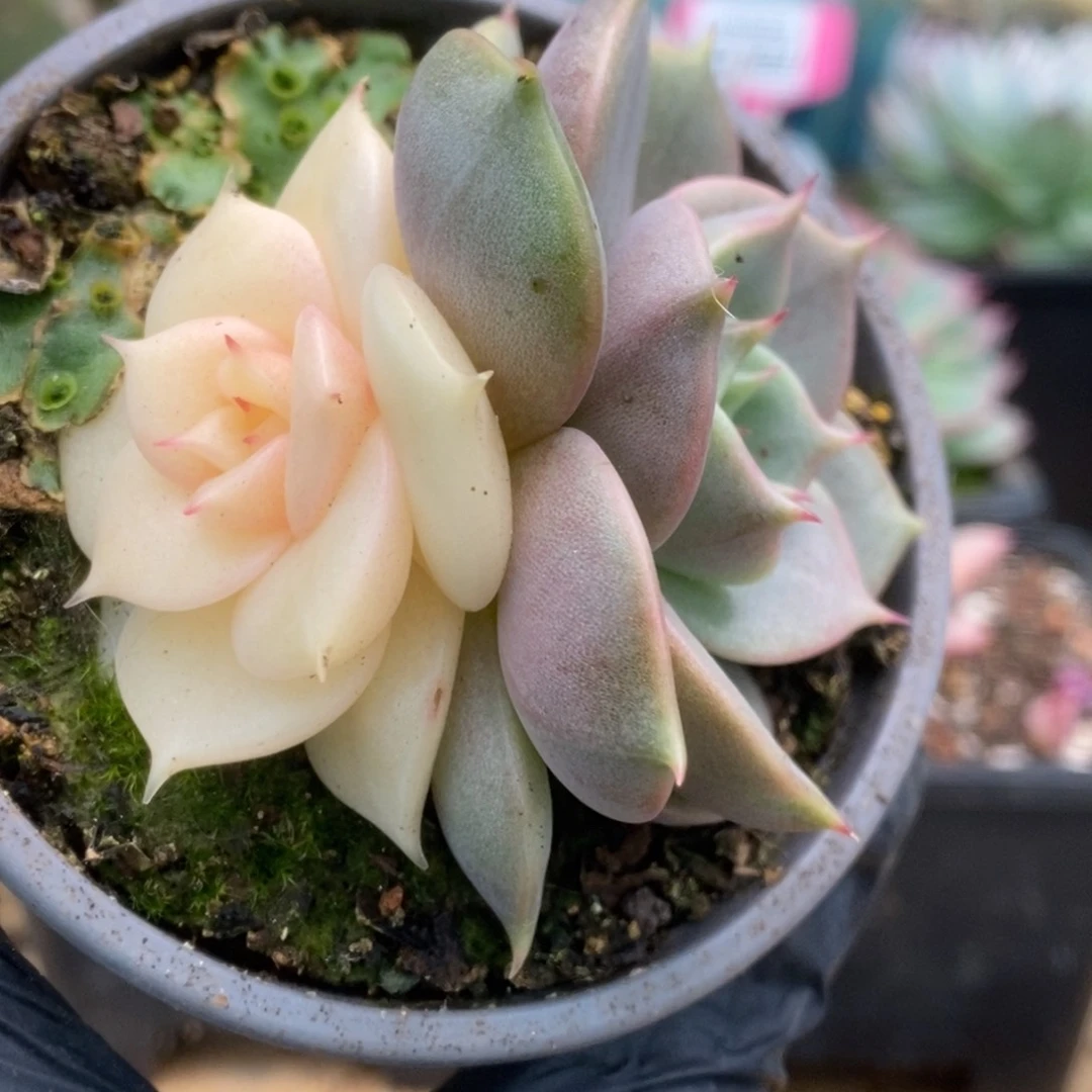 150贝加尔湖锦锦锦锦锦锦