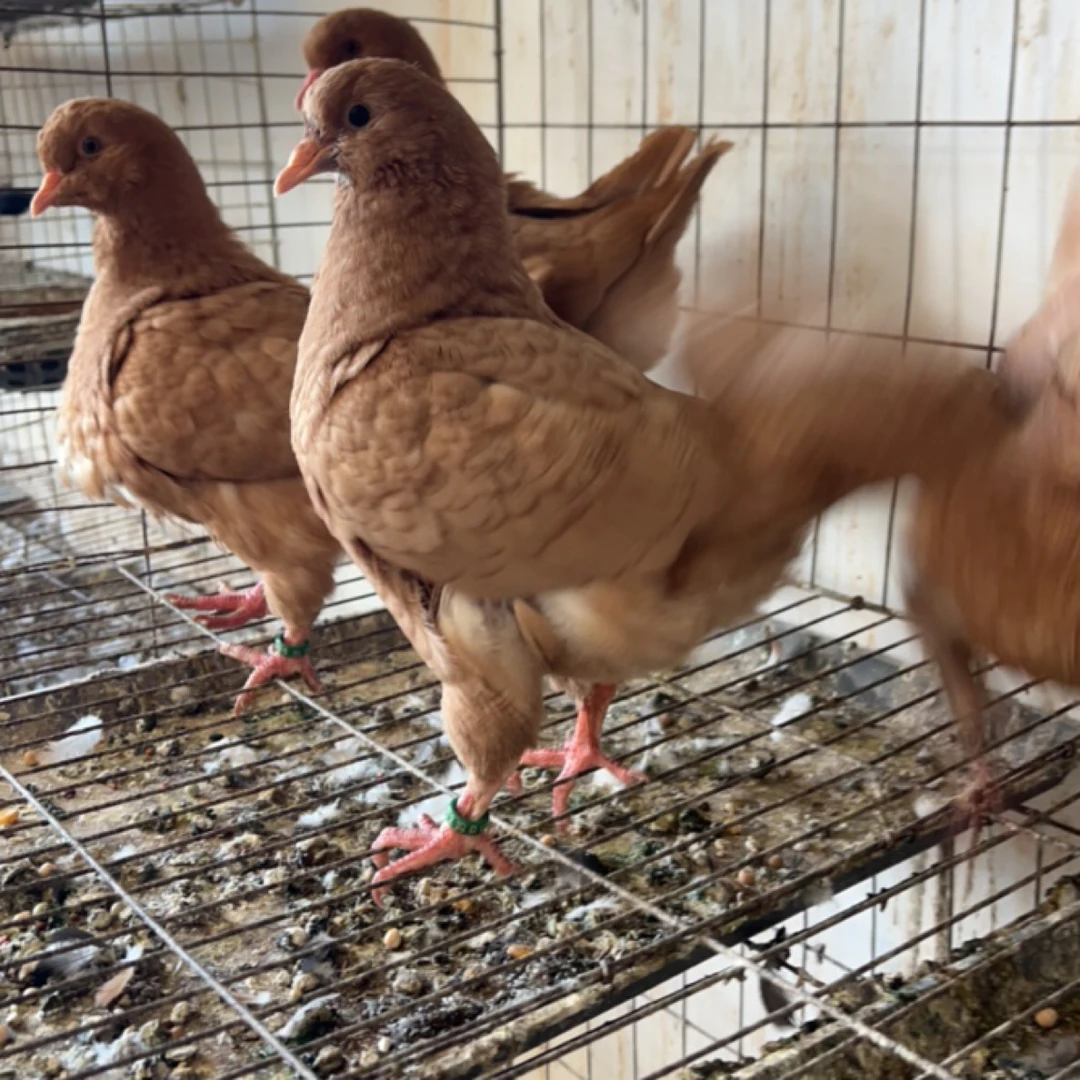 台鸽信鸽赛鸽直播专用8