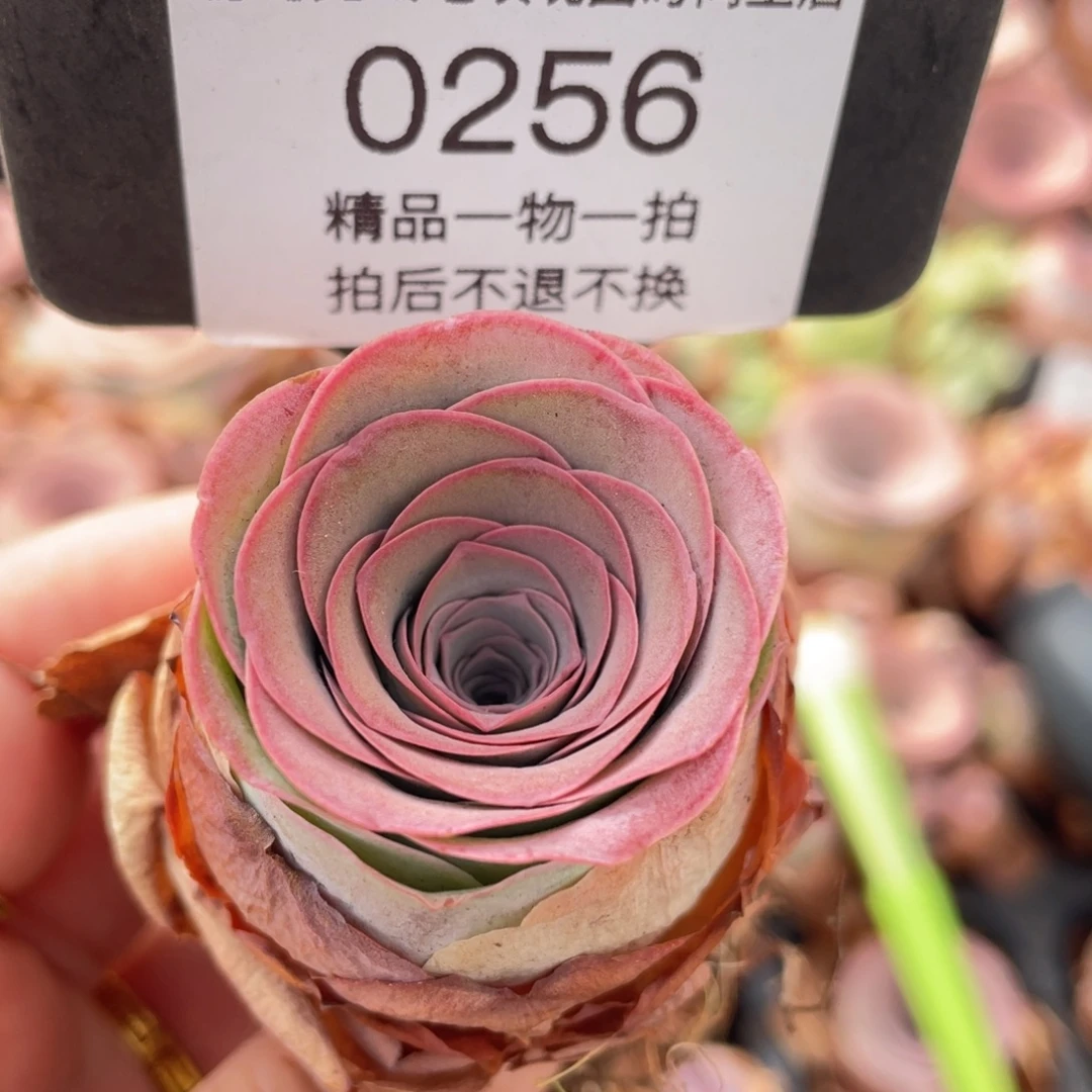 山地玫瑰0256裸根发货断枝不包损不售后