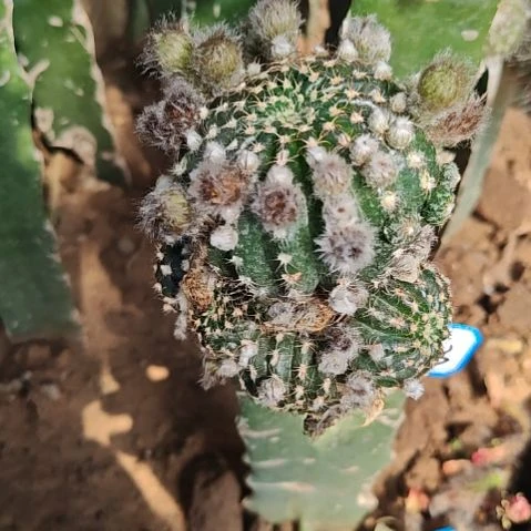 丽花母柱无根黄白103