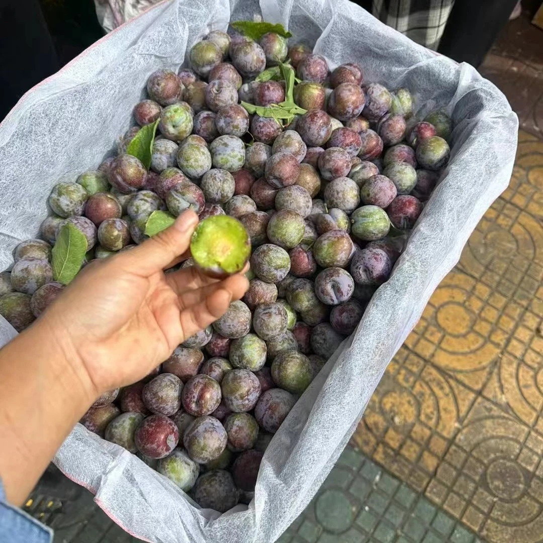 青红脆李子19一公斤