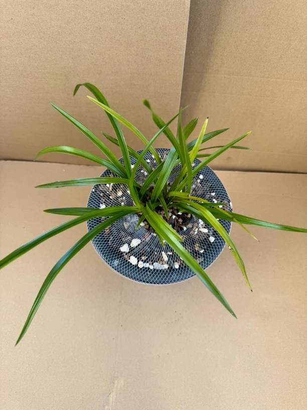 精品国兰家庭装饰兰花小盆景绿植室内观赏植物