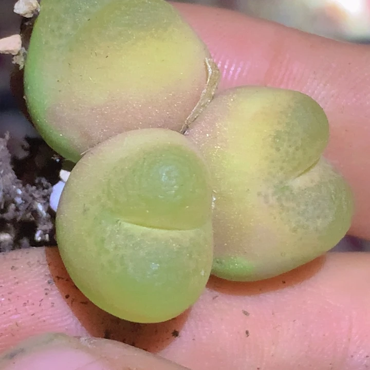 5999988989998666655555555