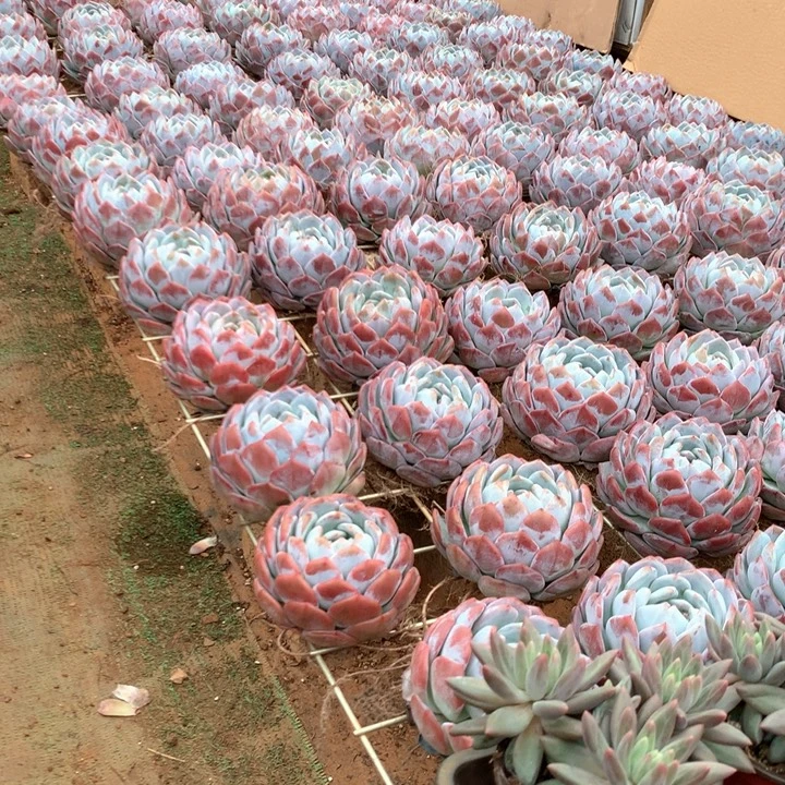 精控单头包子橙梦露7.88两单包邮