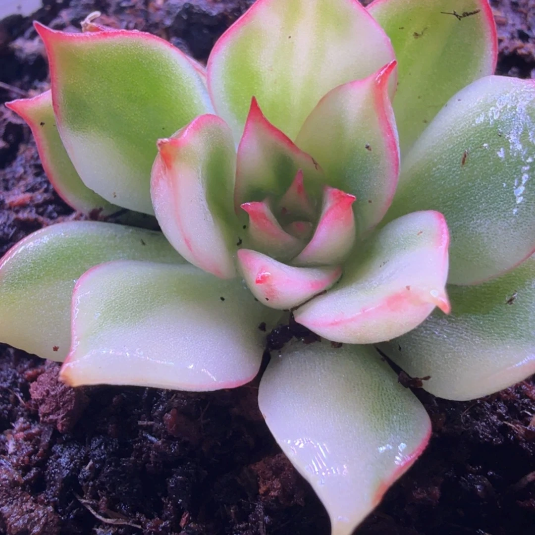 白灯锦 多肉植物锦