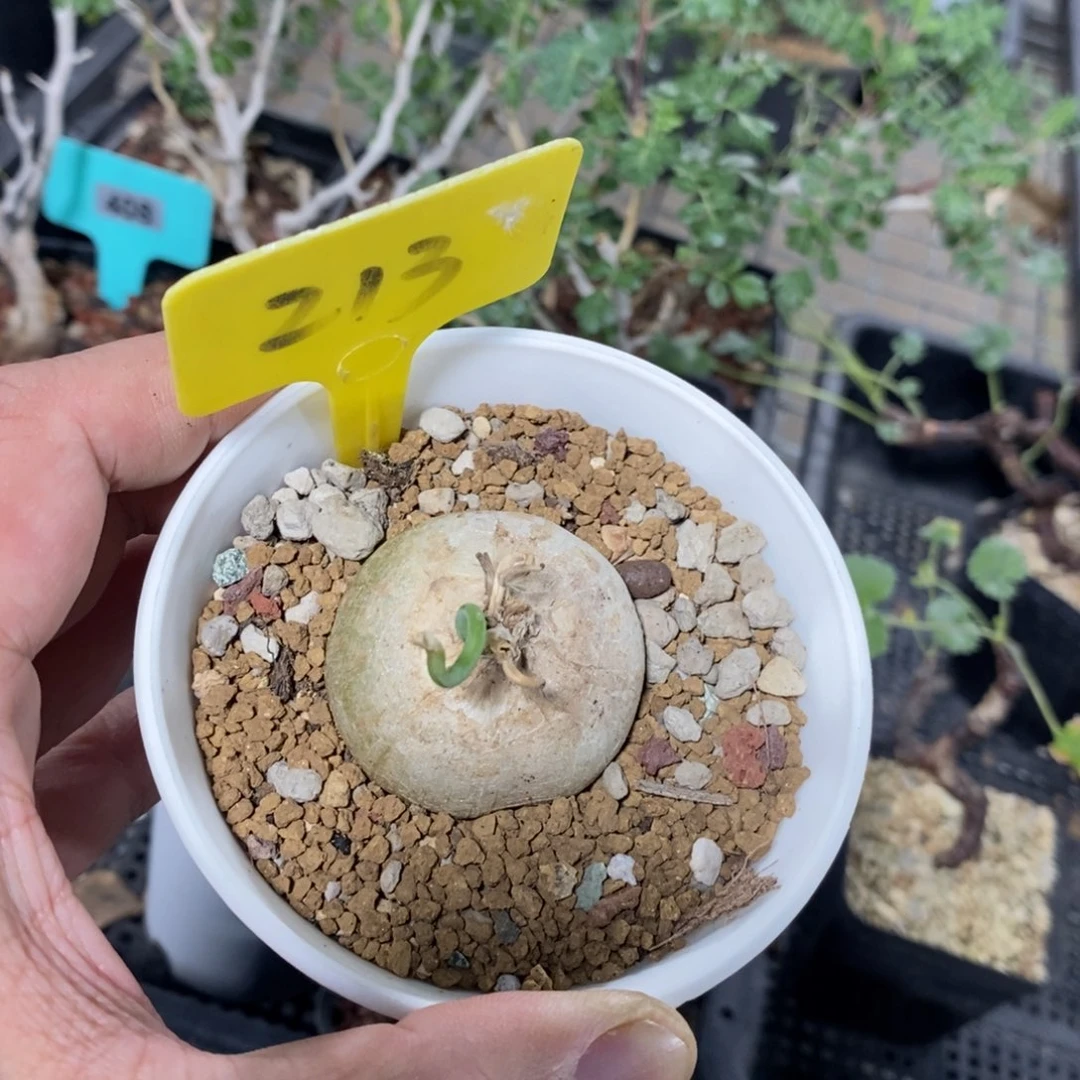 鹿角苍角殿多肉植物