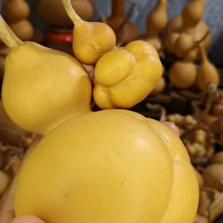 ঞ***༃葫芦葫芦专拍链接